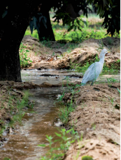 Challenges for India’s Irrigation Sector